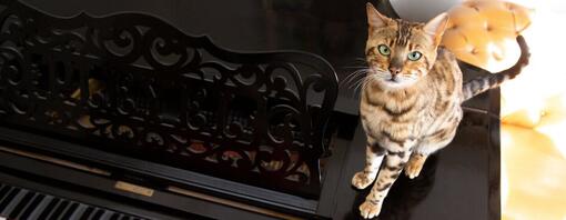 Bengal cat sitting on a piano while it's being played.