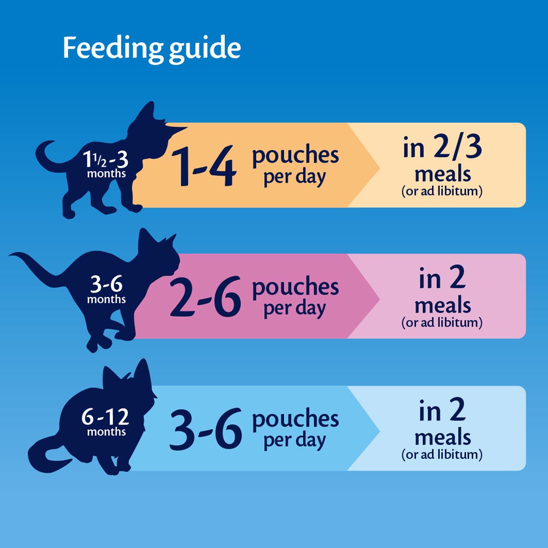 How Much Wet Food To Feed A Cat Every Day Peacecommission kdsg gov ng