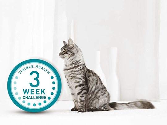 Take The PURINA ONE 3 Week Challenge Purina