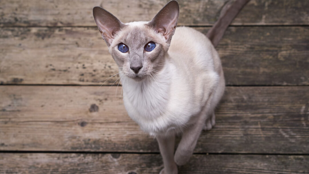 10 Cats with Big Ears Just Too Cute for Words!
