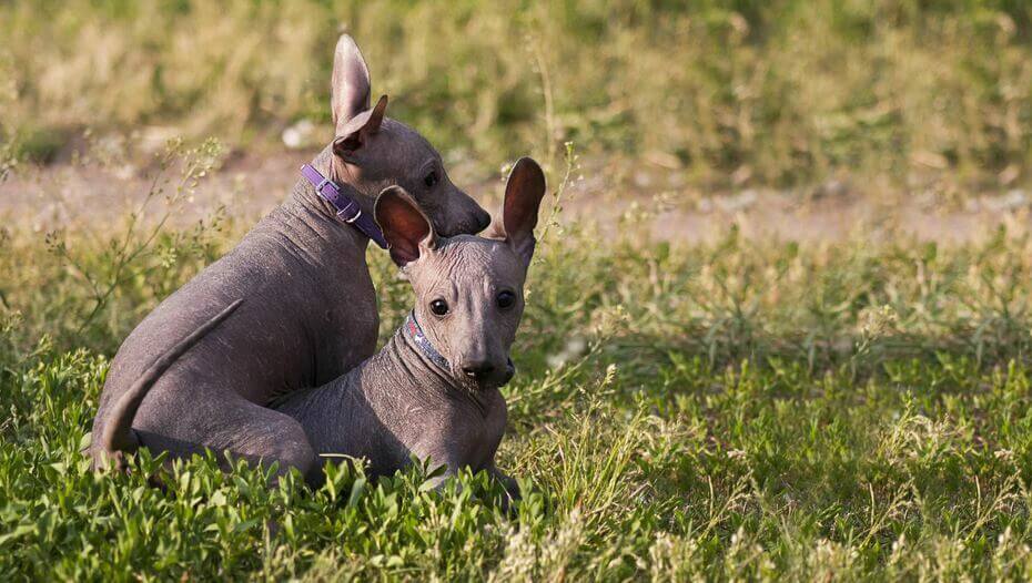 Featured image of post Easiest Way to Make Peruvian Hairless Dog For Sale Uk