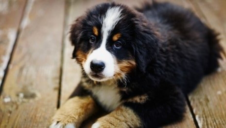 8 Big Fluffy Dog Breeds, Perfect for Snuggling Up With Purina