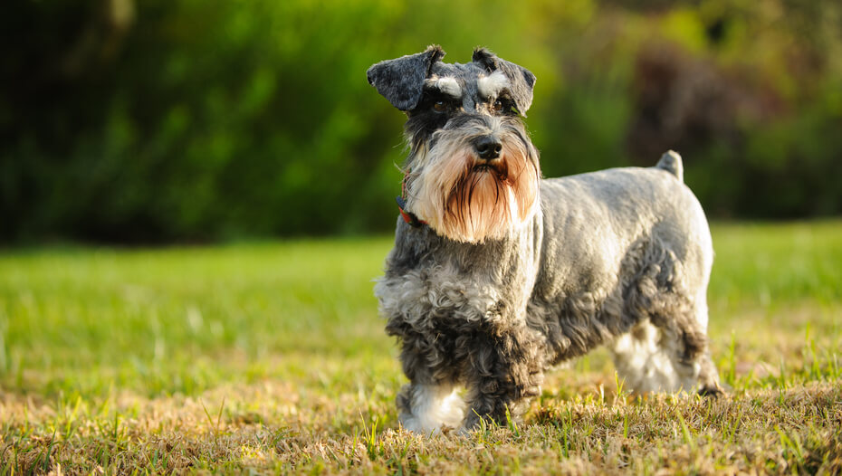 9 Dog Breeds That Don't Shed as Much | Purina