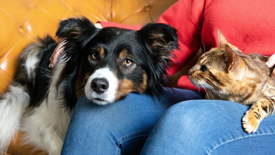 can dogs and cats understand humans