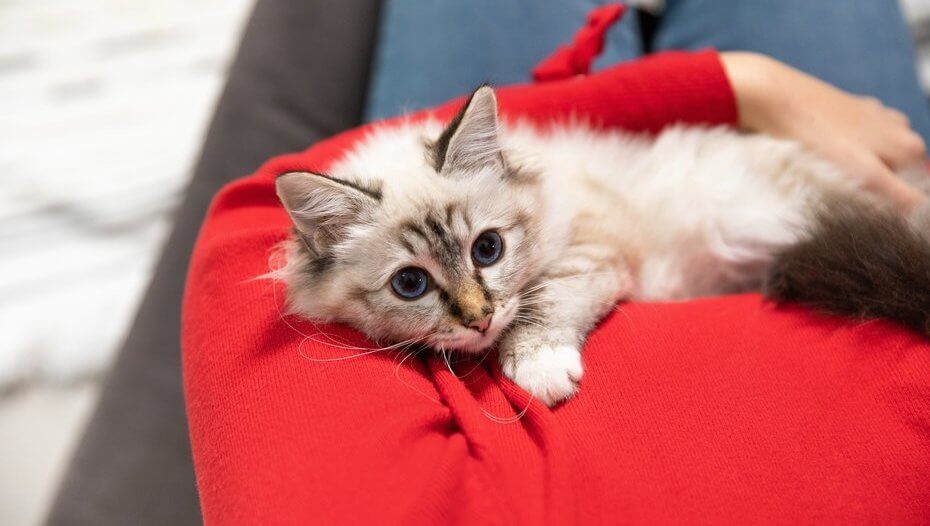 The Best Boy Girl Kitten Names For Your New Cat Purina