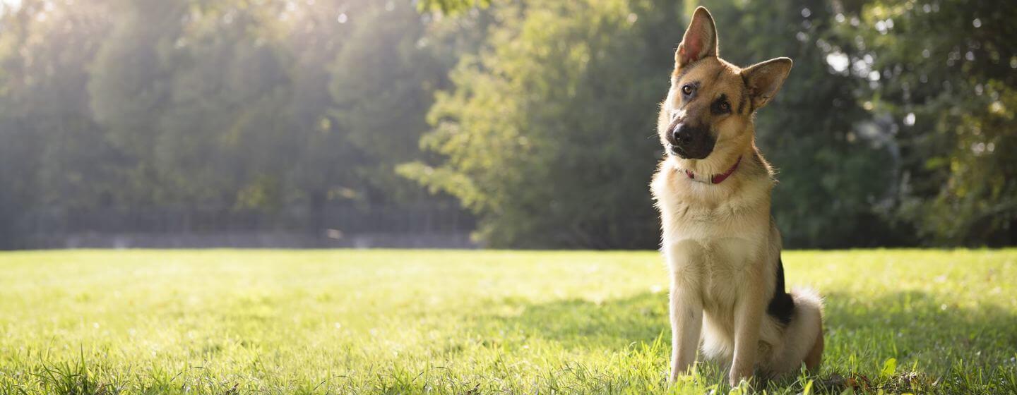 What Are The Most Intelligent & Smartest Dog Breeds In The Word?