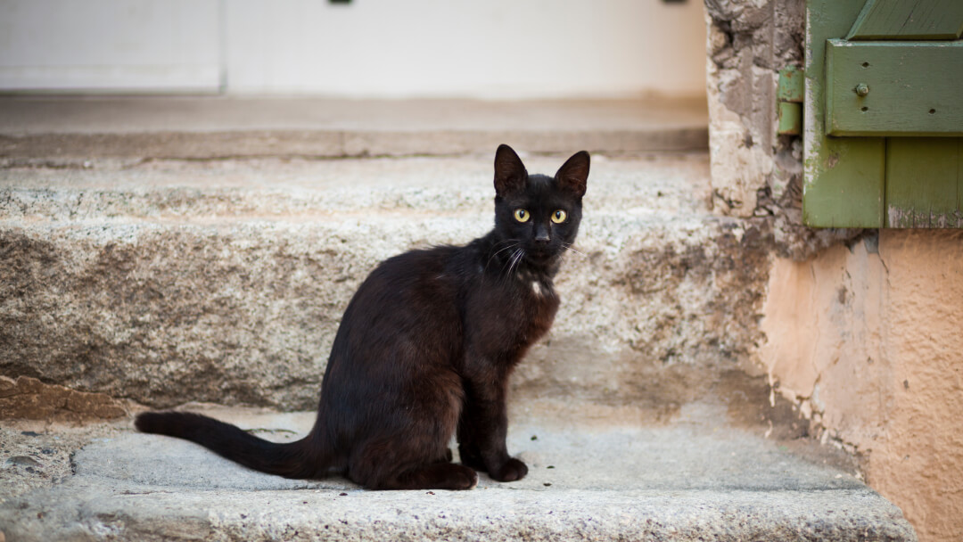 7 Awesome Black Cat Breeds You Ll Want To Take Home Purina