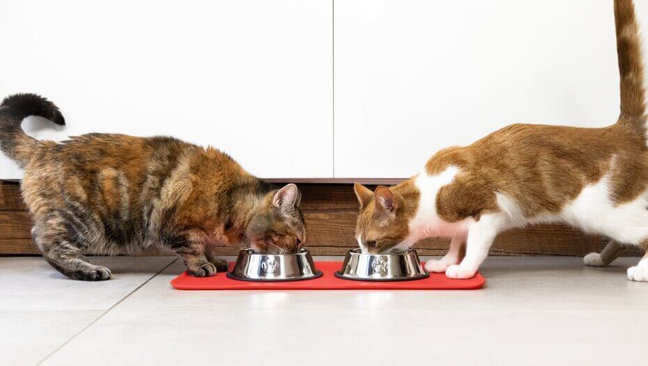 Aggressive Behaviour in Cats | Purina