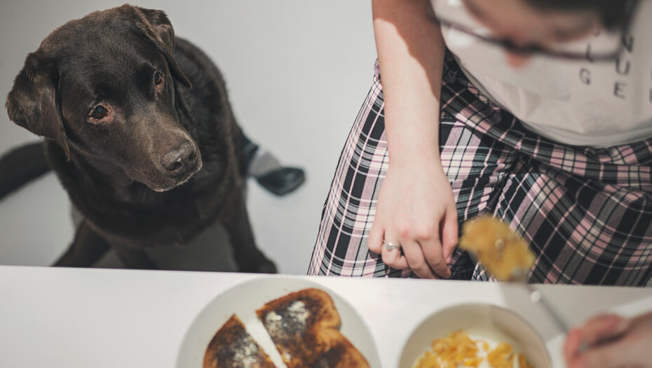 Can Dogs Eat Bread Read Before You Feed Purina