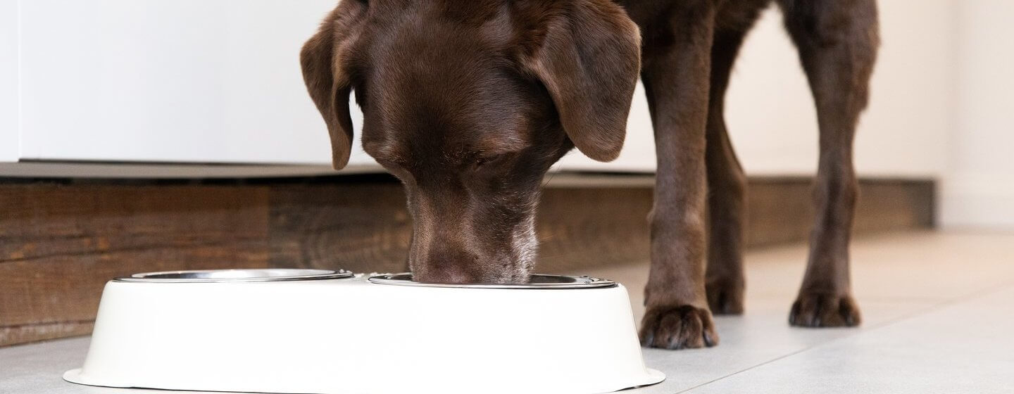 do dogs like eating the same food everyday