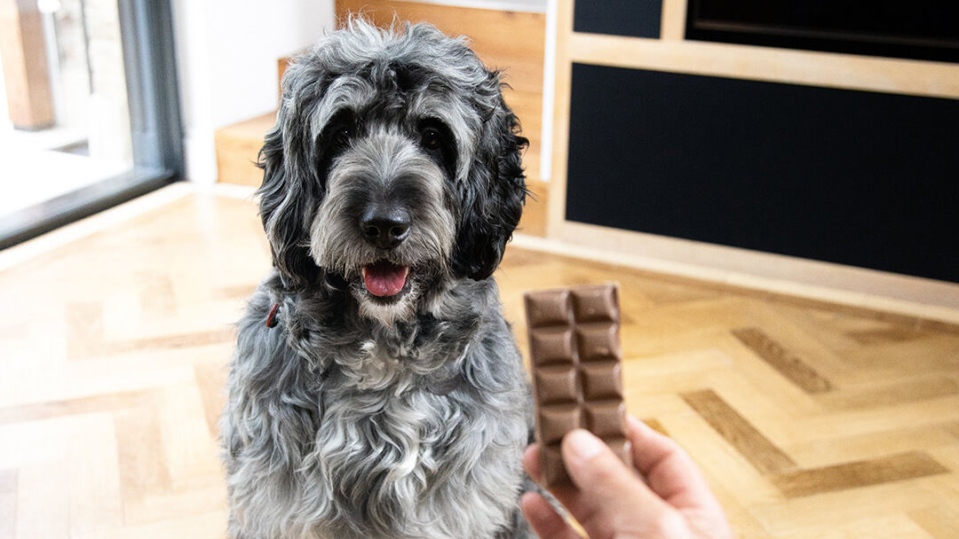 how do i make my dog throw up chocolate
