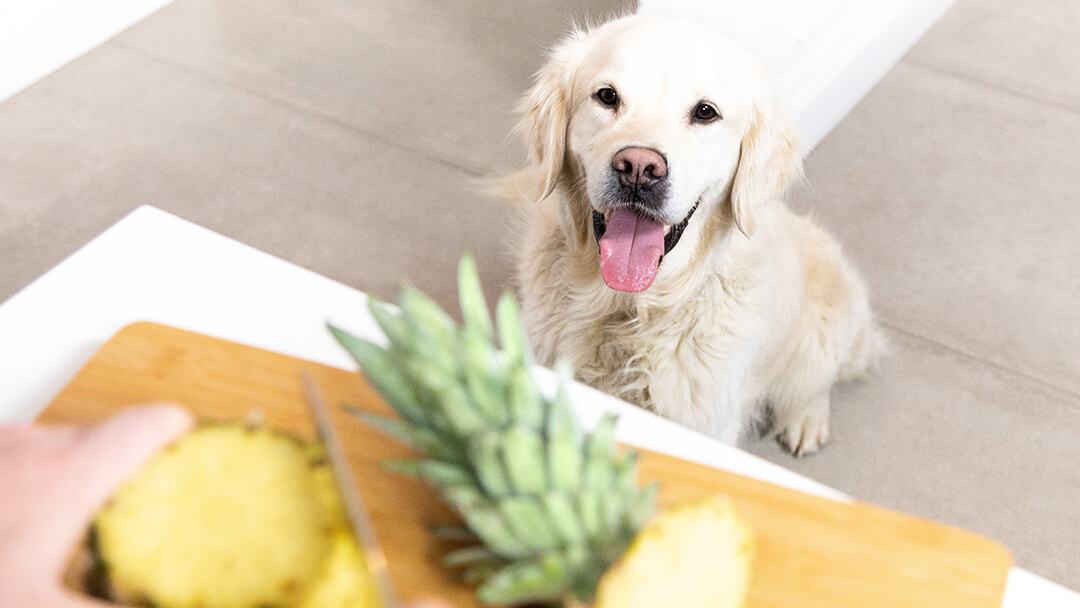 can pitbull eat pineapple?