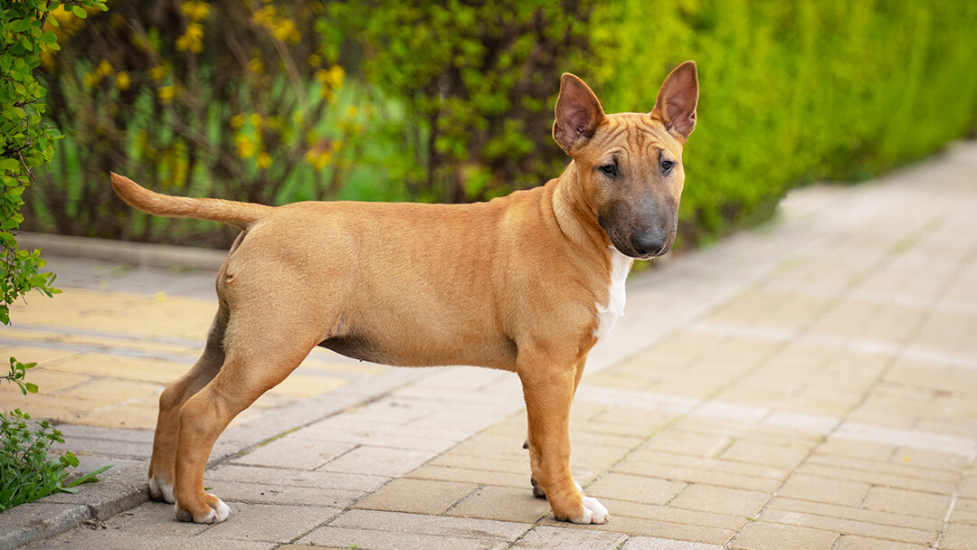 Dogs store health sensitive