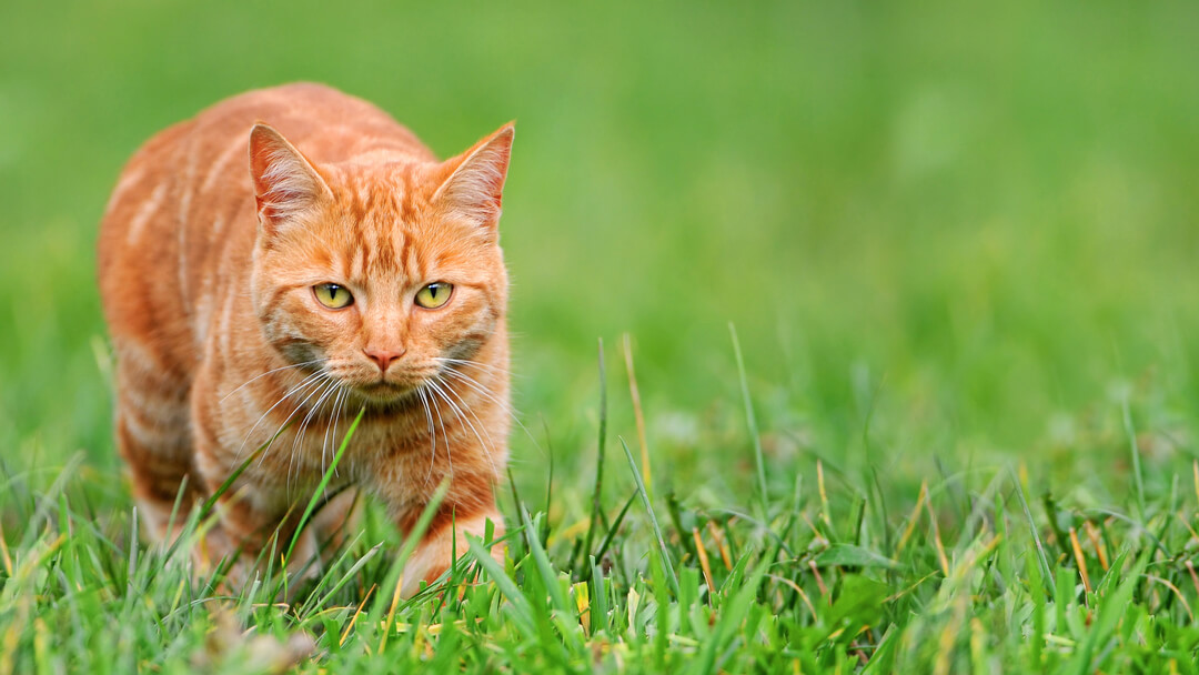 Trapping Guidelines and Best Practices - Cats in Action