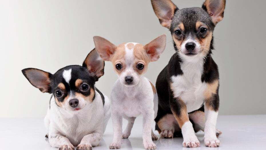 Chihuahua (Smooth Coat) Dog Breed Information | Purina