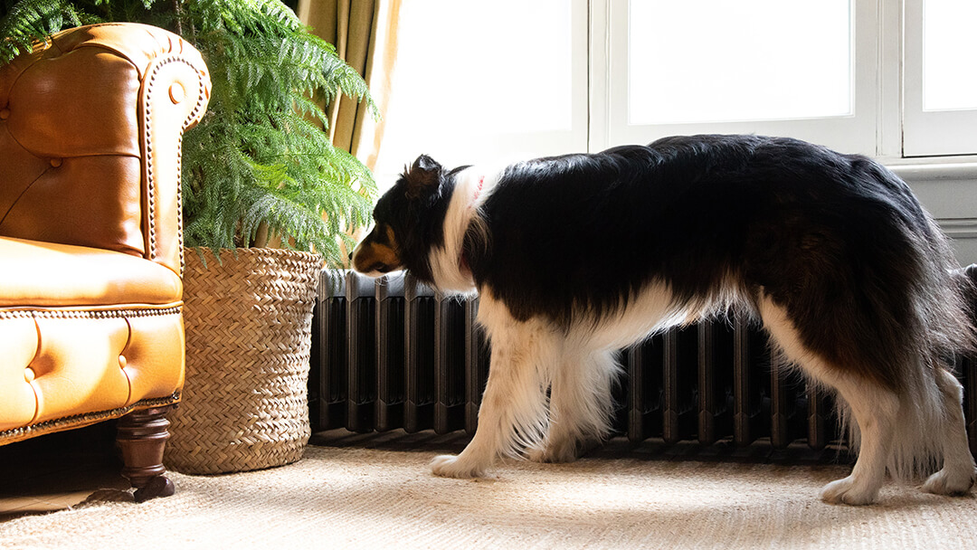 Best food to feed outlet dog after giving birth