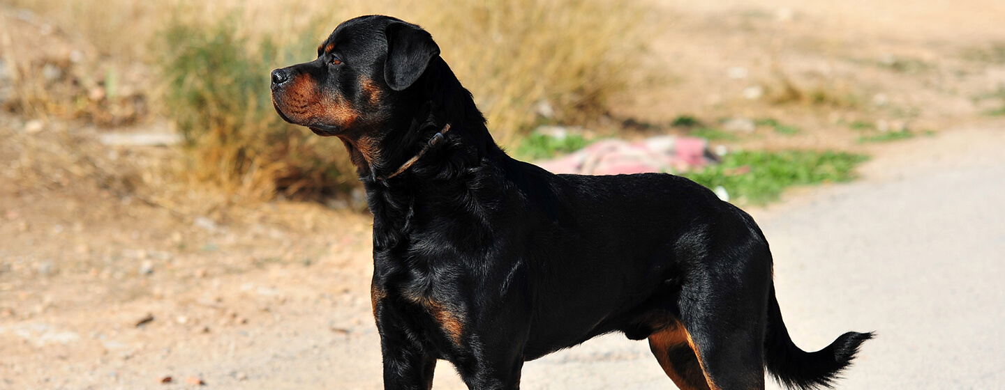 10 of the World's Biggest Dog Breeds | Purina