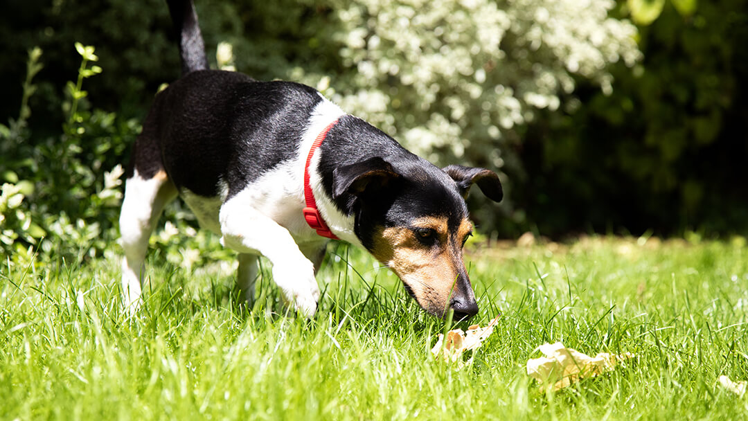 how to disinfect my yard from dog poop