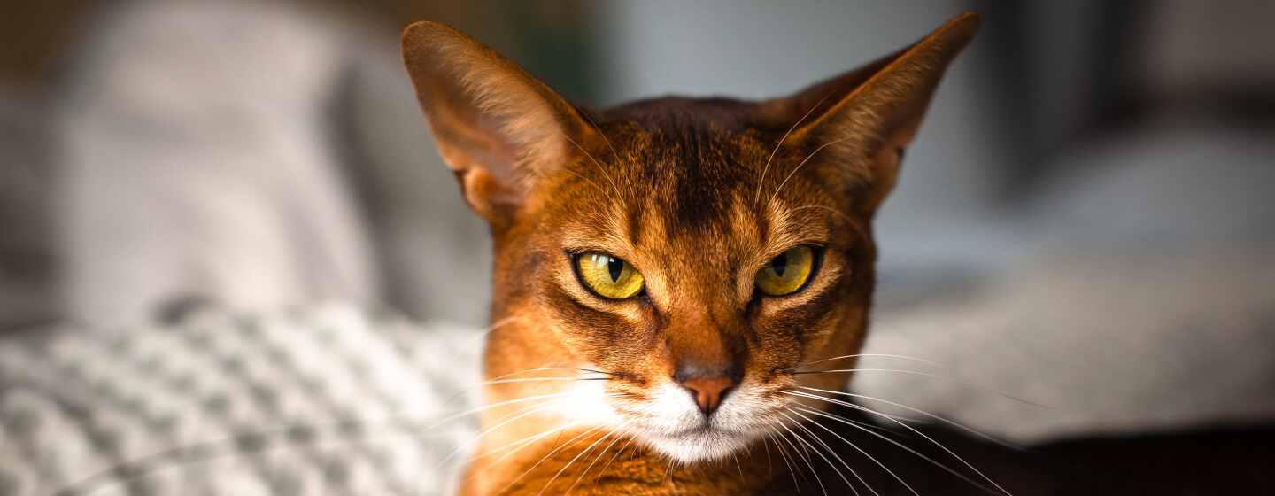 brownish red tabby cat