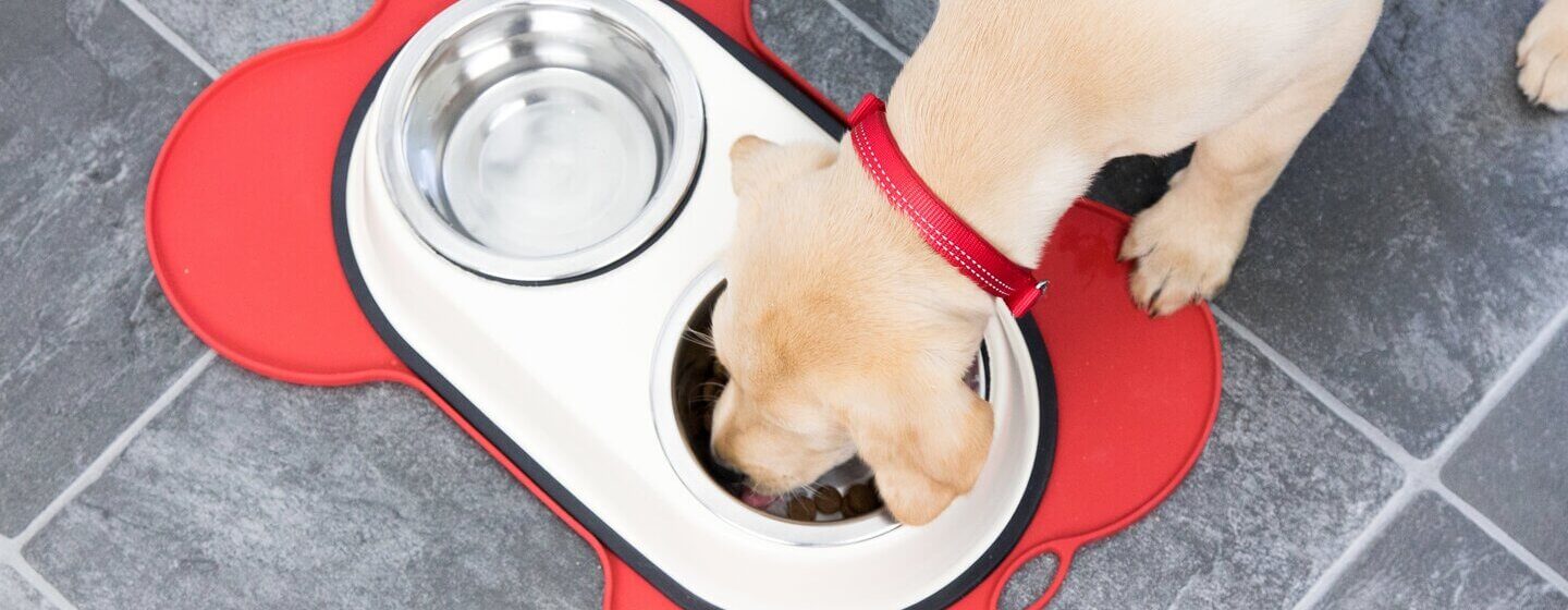 How To Feed your Adult Dog - Dog Feeding Guide