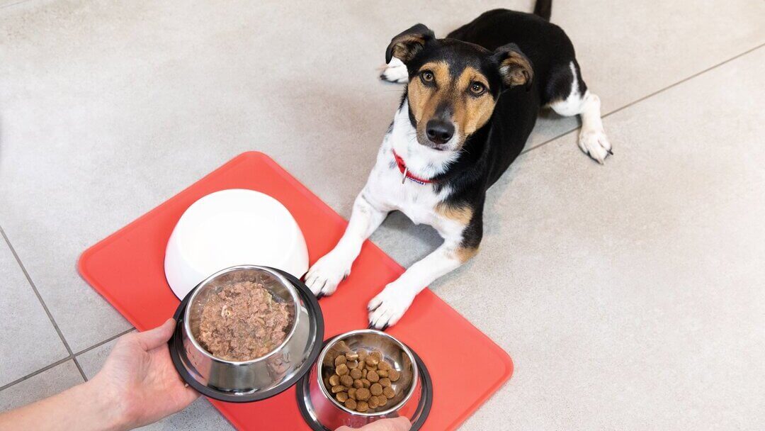 when can you take a puppy off puppy food