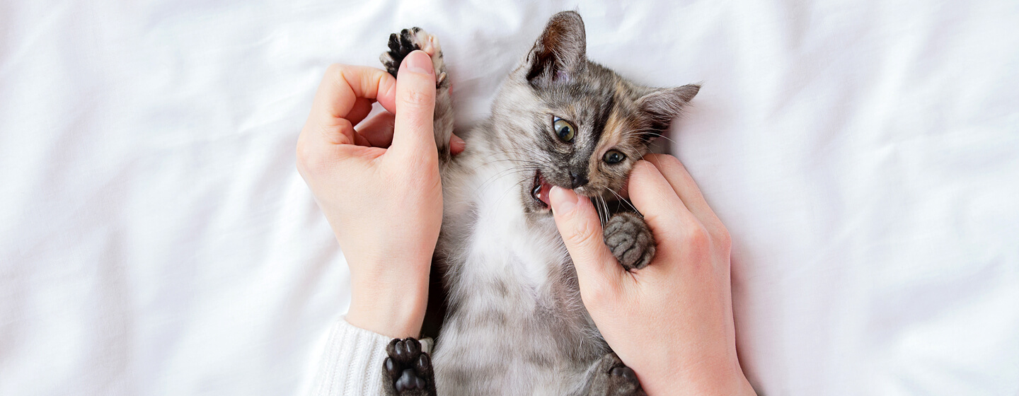 III. Reasons Why Your Cat Grabs Your Hand and Bites You