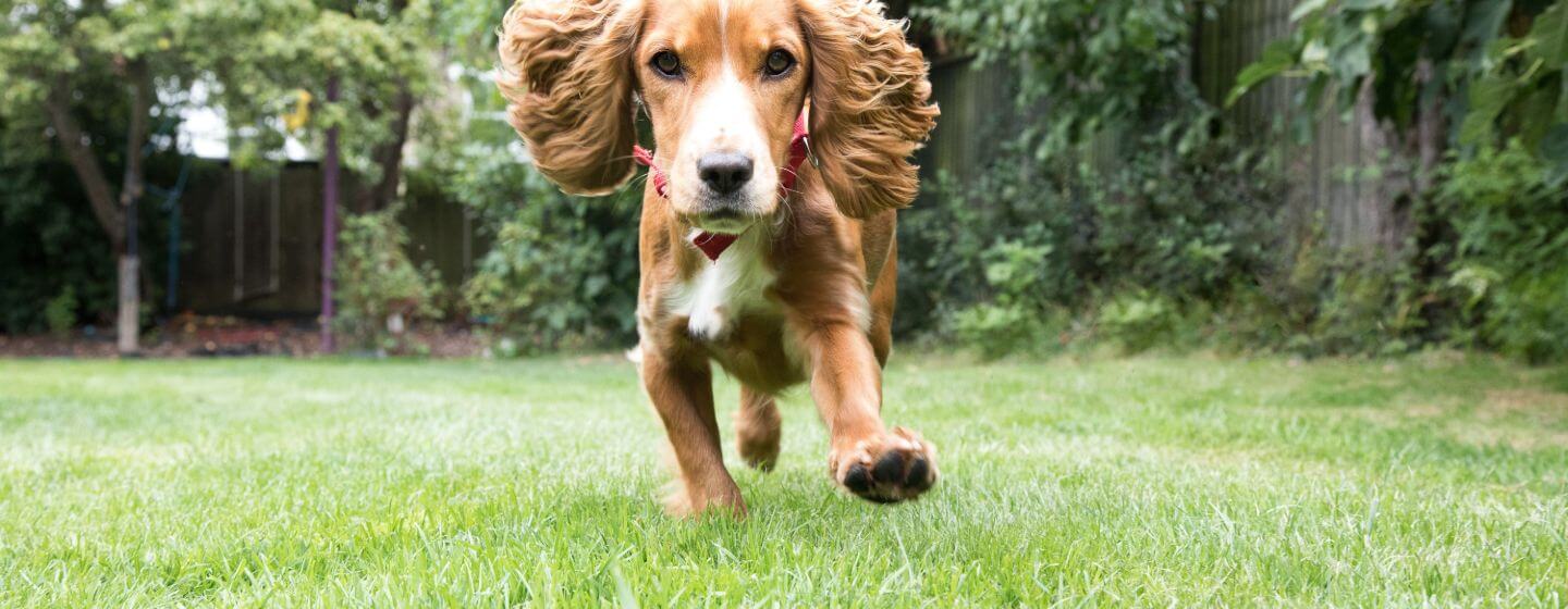 How to Exercise Your Puppy - Our Expert Tips | Purina