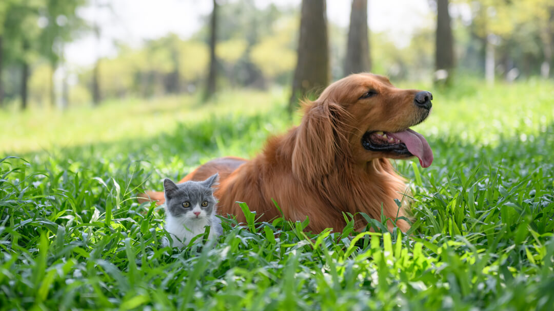 How Long Do Dogs, Cats, and Other Pets Live?