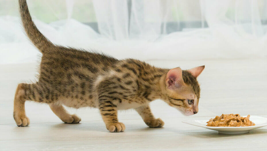 Kitten Teething Signs How To Help A Teething Kitten Purina