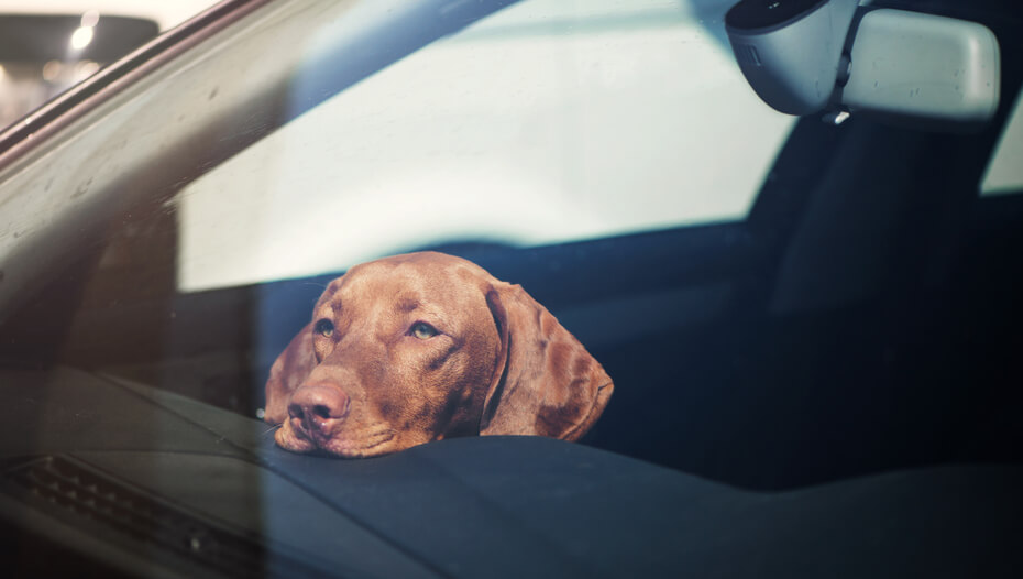 Why does my puppy sleep so much in the car