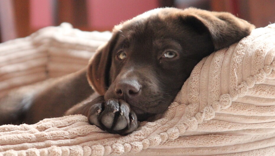 puppy sleeping in another room