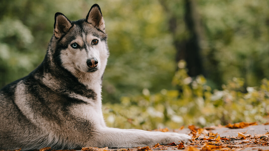 Stunning Dog Breeds That Look Just Like Wolves | Purina