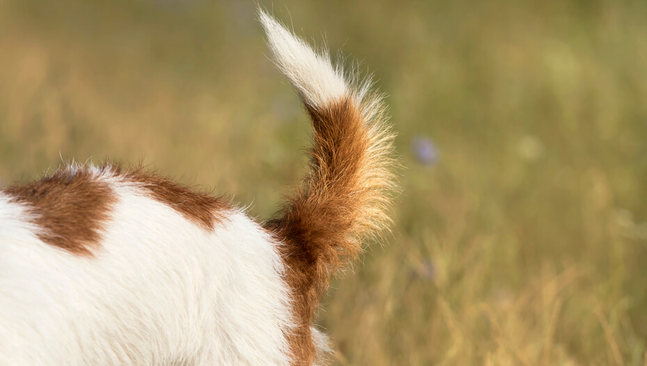 Why Do Dogs Chase Their Tails 6 Reasons Why Purina