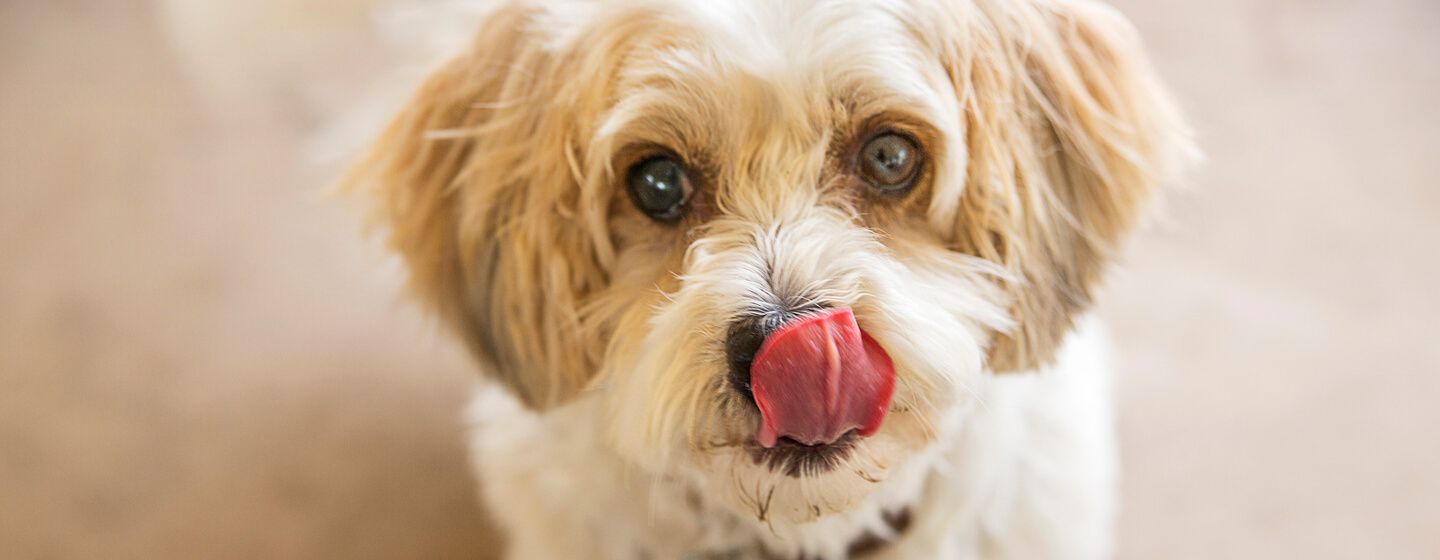 how dangerous are dog licks