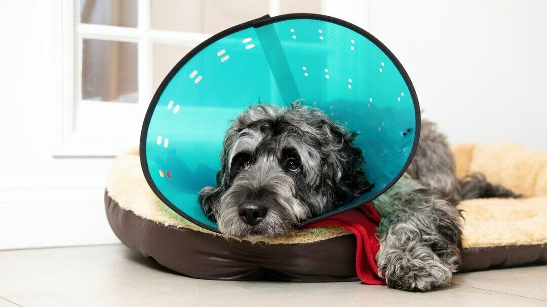 how can i make my dog comfortable with a cone on