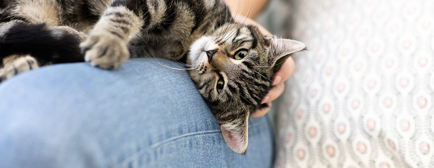 Why Do Cats Knead? Reasons Behind the Behaviour