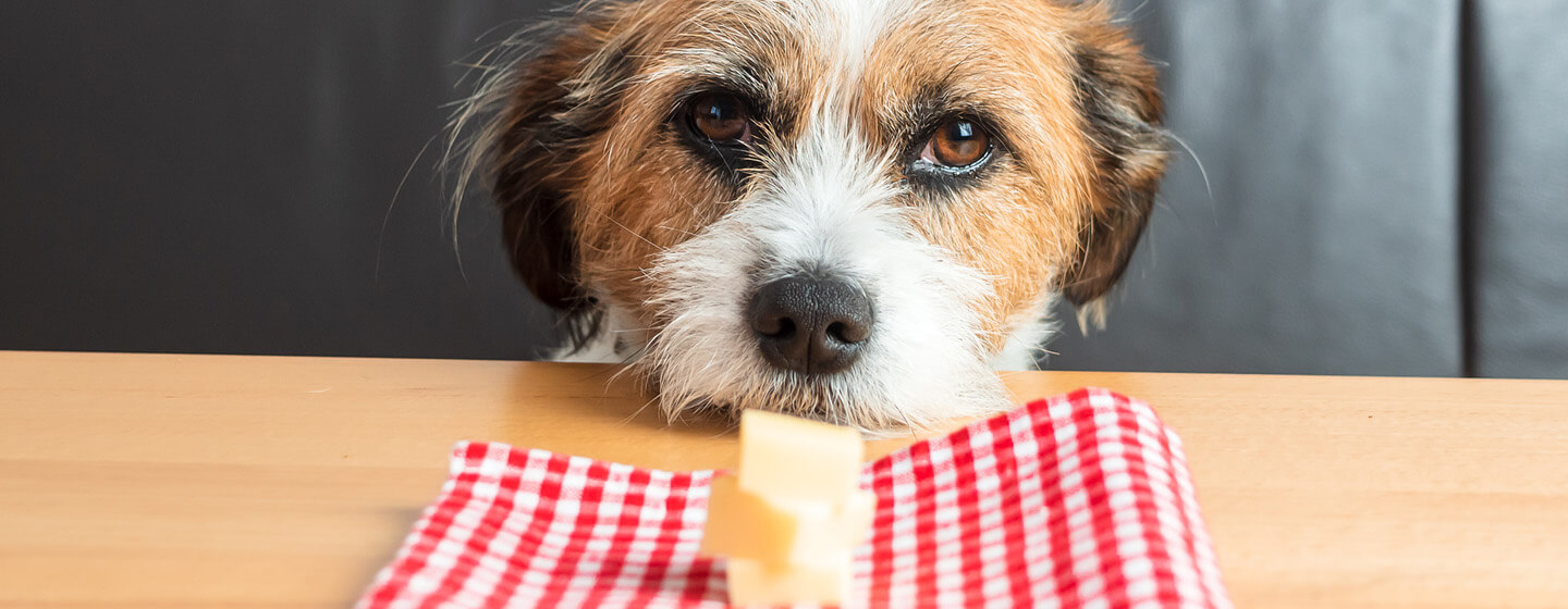what causes a dog to be hungry all the time