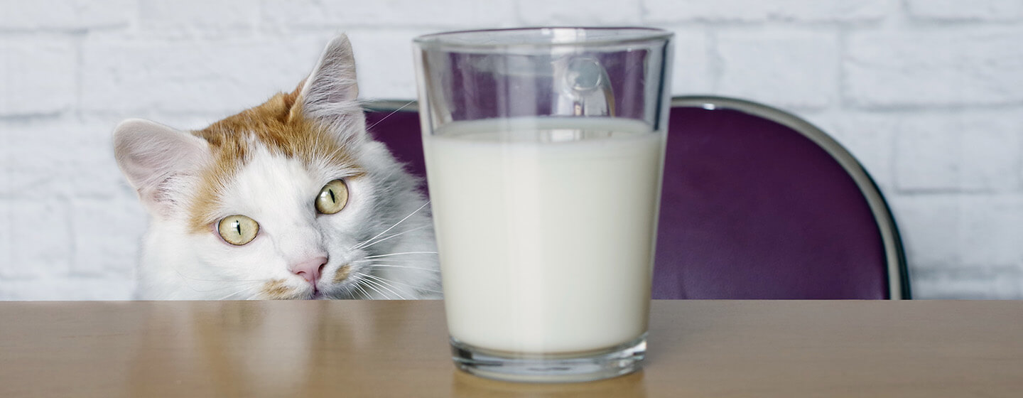 Cats Drink \u0026 Is Milk Bad for Cats 