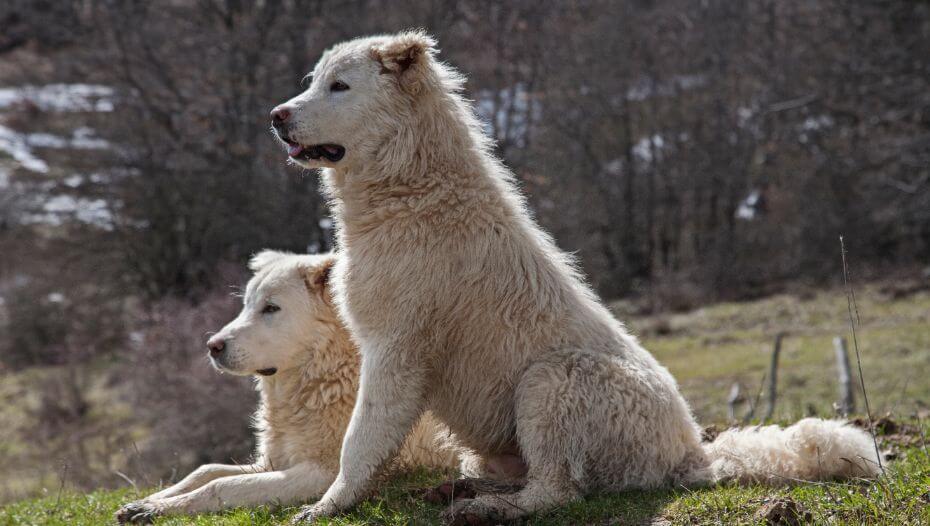 Maremma Sheepdog Dog Breed Information | Purina