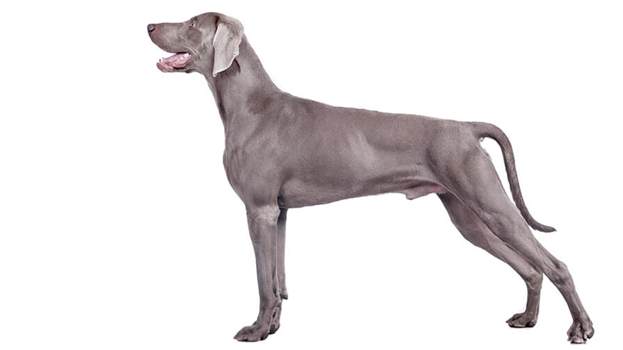 weimaraner coat