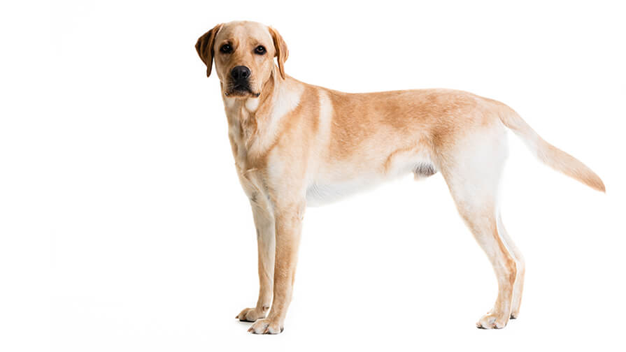 Labrador Retriever Dog Breed Information Purina