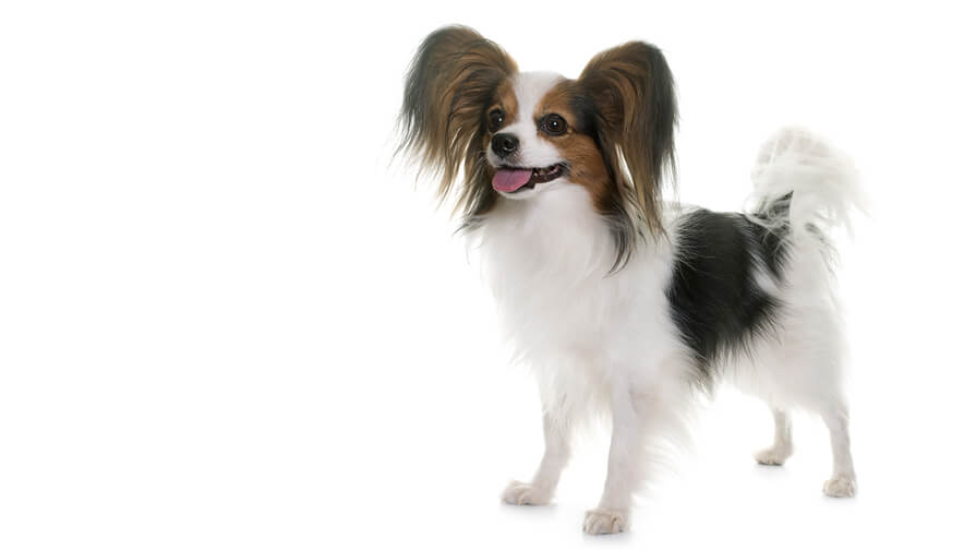 Papillon Dog Breed Information Purina