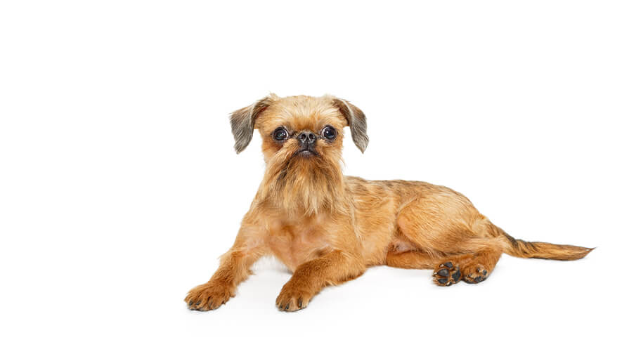 Griffon Bruxellois Short Rough Coat Dog Breed Purina