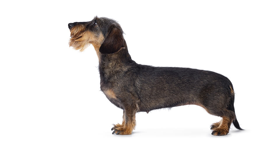 Dachshund Wire Haired Dog Breed Information Purina