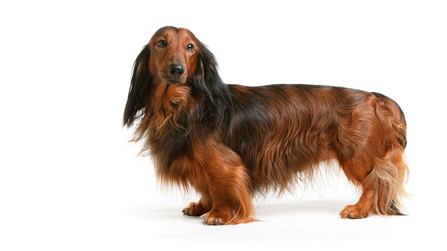 Dachshund Long Haired Dog Breed Information Purina