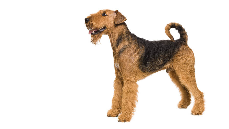 Airedale Terrier Dog Breed Information Purina