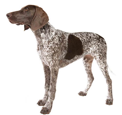 are german shorthaired pointers hyper