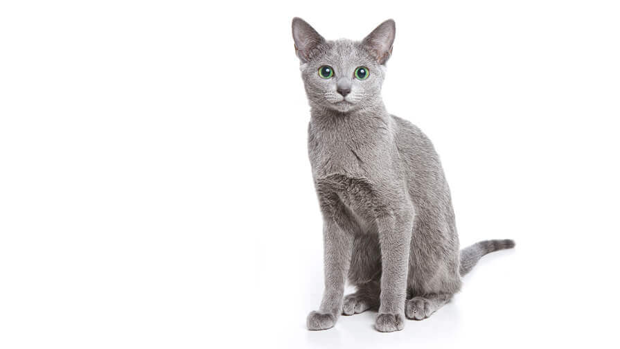 Russian Blue Cat Breed Information Purina