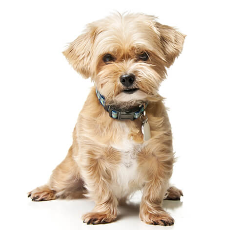 Shorkie Dog Breed Information Purina