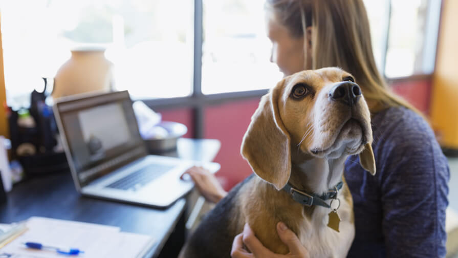 Pets At Work - Make Your Workplace Pet-Friendly | Purina